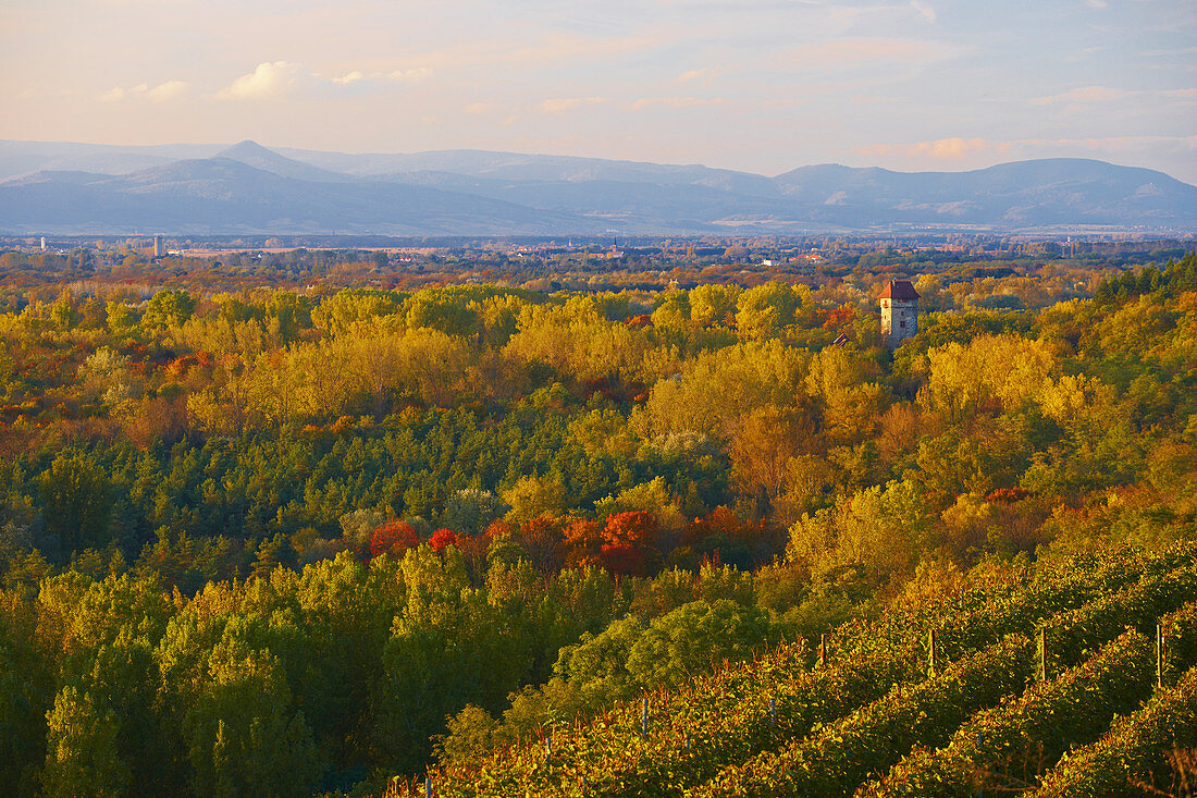 Blick über Weinberge und Rheinwald auf Burg Sponeck, Vogesen, Kaiserstuhl, Baden-Württemberg, Deutschland