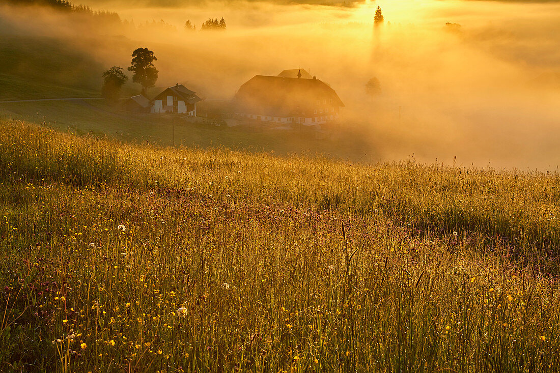 Doldenhof in Jostal-Einsiedel, sunrise, early fog, municipality of Breitnau, southern Black Forest, Black Forest, Baden-Wuerttemberg, Germany, Europe