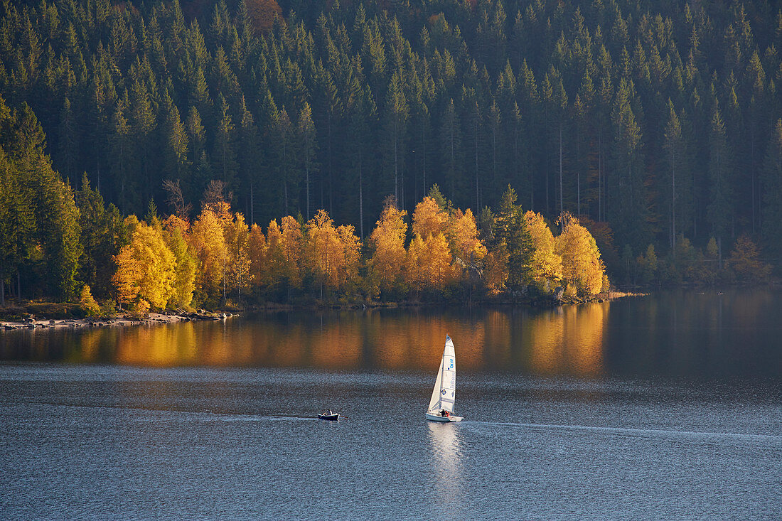 Autumn with sailboat on Schluchsee, southern Black Forest, Baden-Wuerttemberg, Germany, Europe