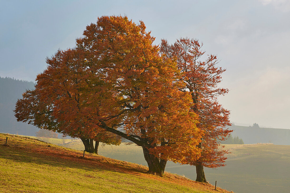 Wind beech trees at the Schauinsland in autumn, southern Black Forest, Black Forest, Baden-Wuerttemberg, Germany, Europe