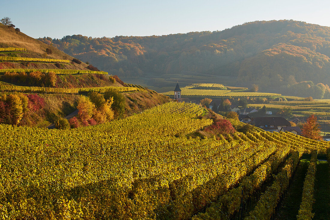 View of Altvogtsburg and surrounding vineyards, Vogtsburg, Badberge, Kaiserstuhl, Baden-W? Rttemberg, Germany, Europe