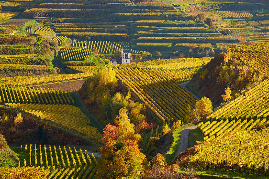 View over vineyards to the church tower of Oberbergen, Kaiserstuhl, Baden-W? Rttemberg, Germany, Europe