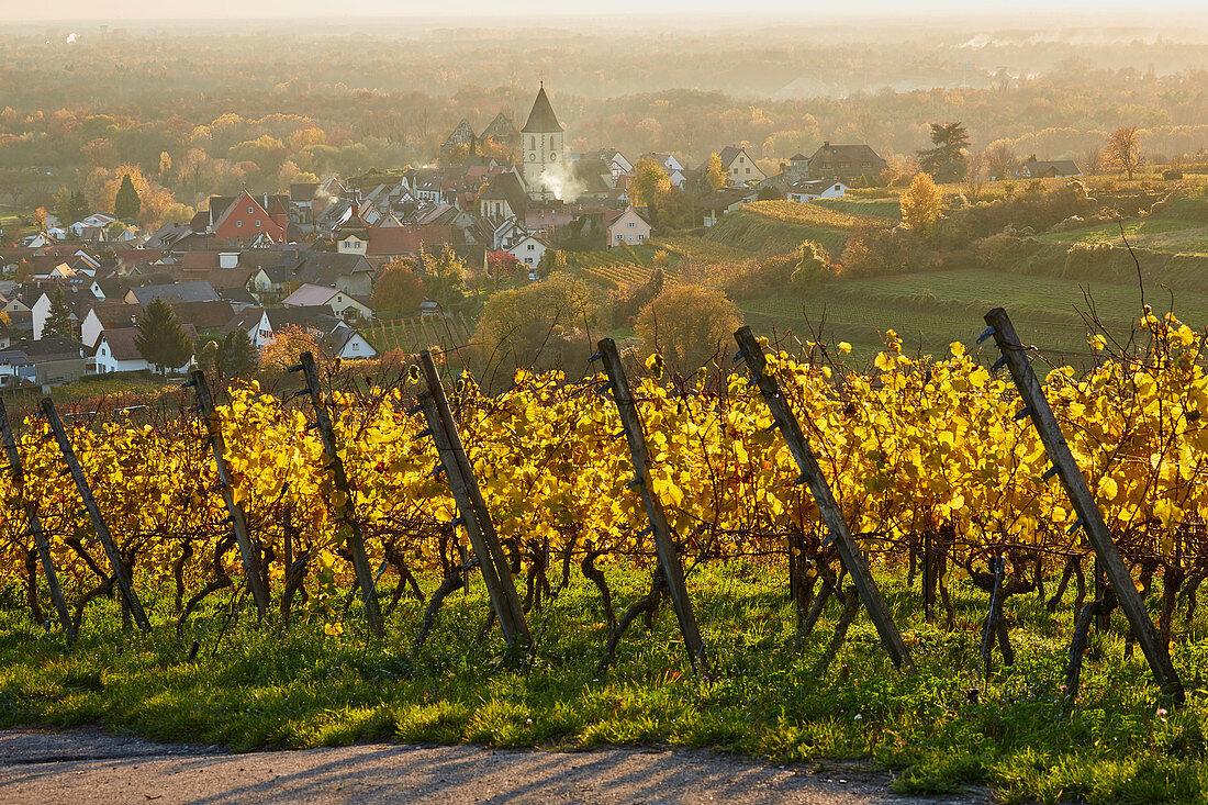 View of Burkheim in vineyards, Kaiserstuhl, Baden-Württemberg, Germany, Europe