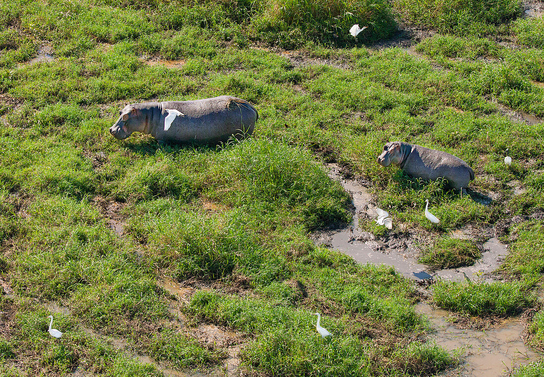Flusspferde (Hippopotamus amphibius) Mutter und Jungtier, Gorongosa-Nationalpark, Mosambik