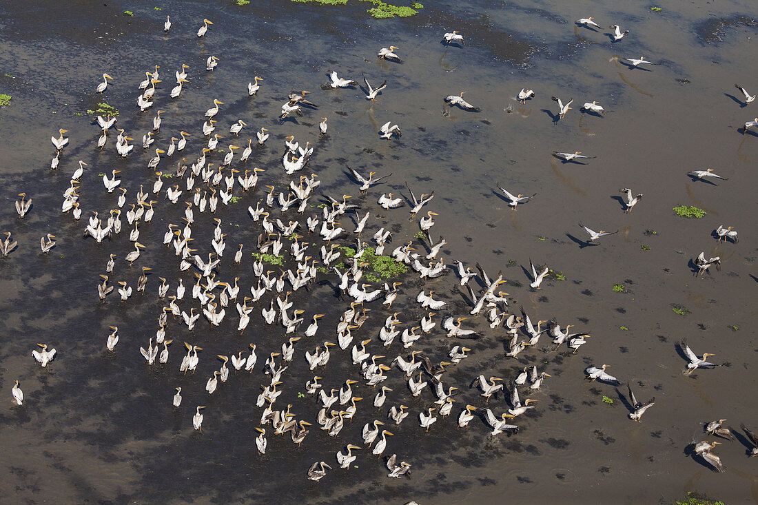 Eine Gruppe von Pelikanen (Pelecanus onocrotalus), Urema-See, Gorongosa-Nationalpark, Mosambik
