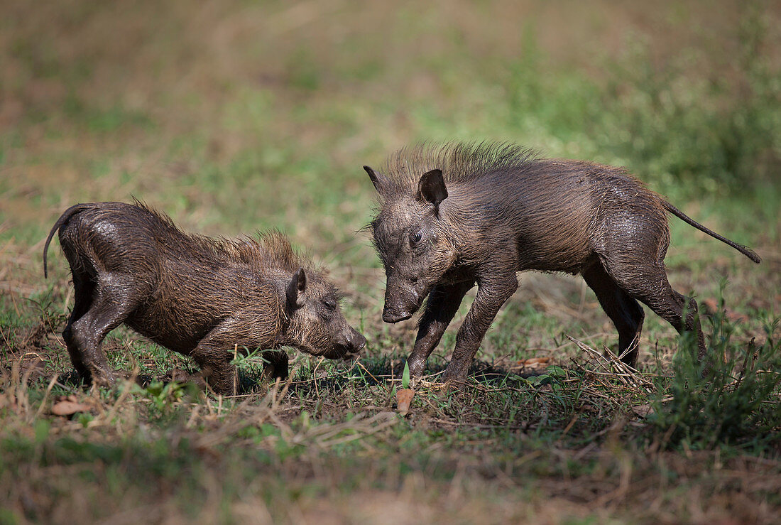 Warzenschweine (Phacochoerus africanus) spielende Jungtiere, Gorongosa-Nationalpark, Mosambik