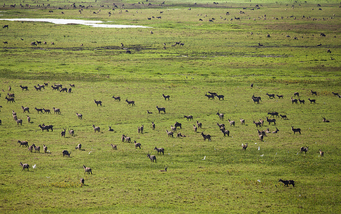 Herde von Wasserböcken (Kobus ellipsiprymnus), Gorongosa-Nationalpark, Mosambik