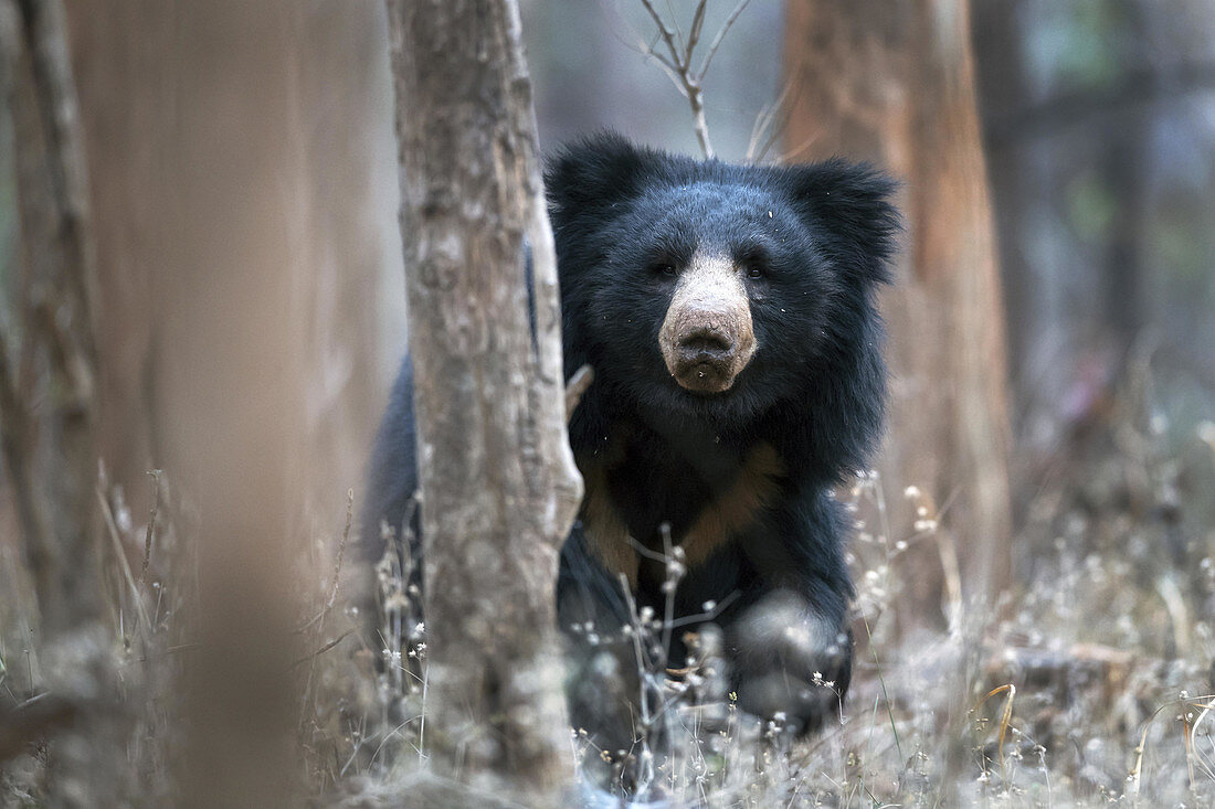 Sloth bear (Melursus ursinus) Nagzira Sanctuary, Nagpur, Maharashtra, India