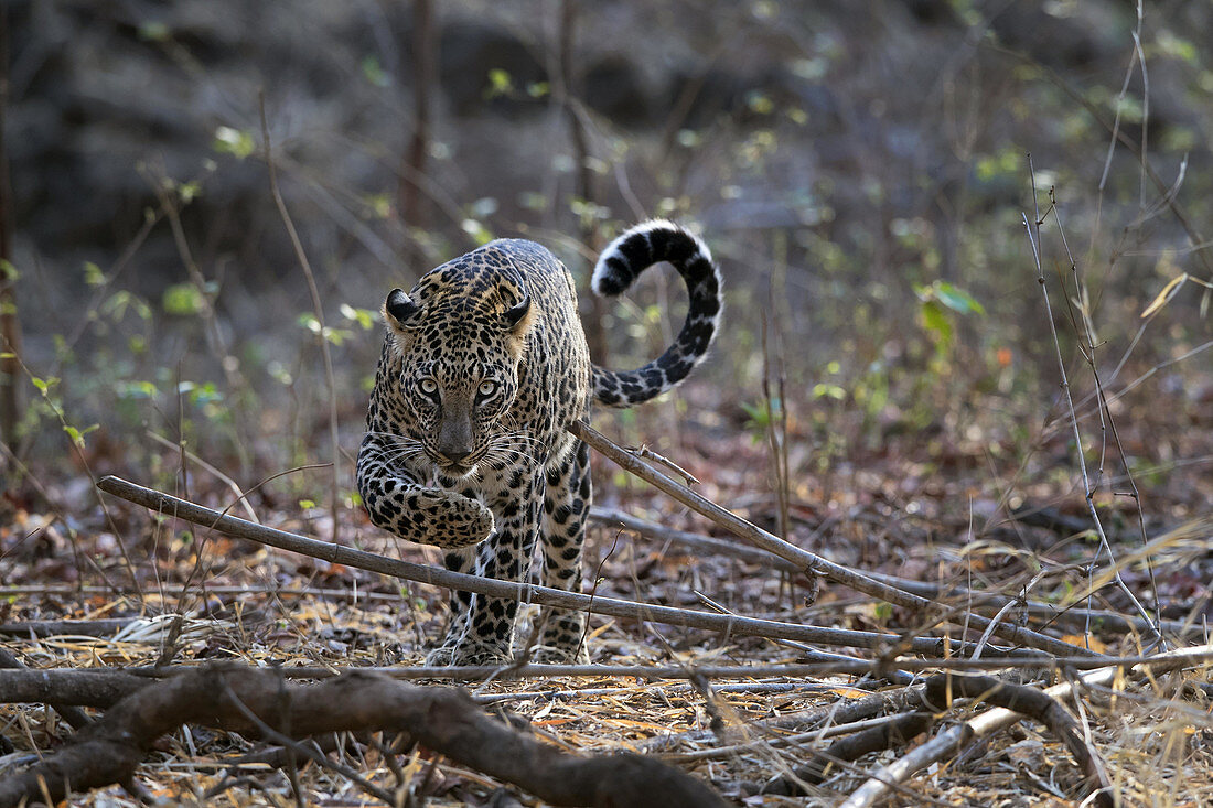Indischer Leopard (Panthera pardus fusca), Naturschutzgebiet Nagzira, Nagpur, Maharashtra, Indien