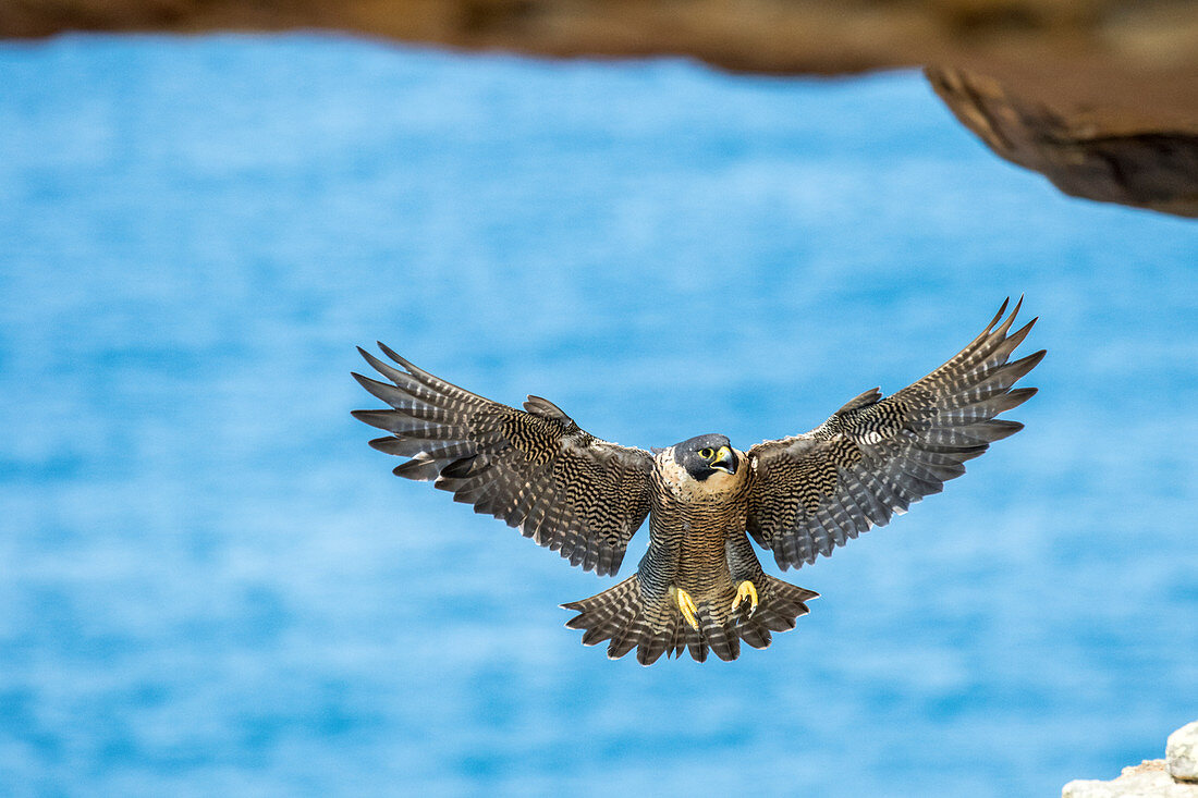 Wanderfalke (Falco peregrinus)