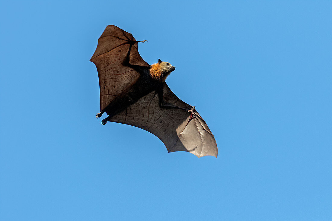 Grey-headed Flying Fox\nPteropus poliocephalus