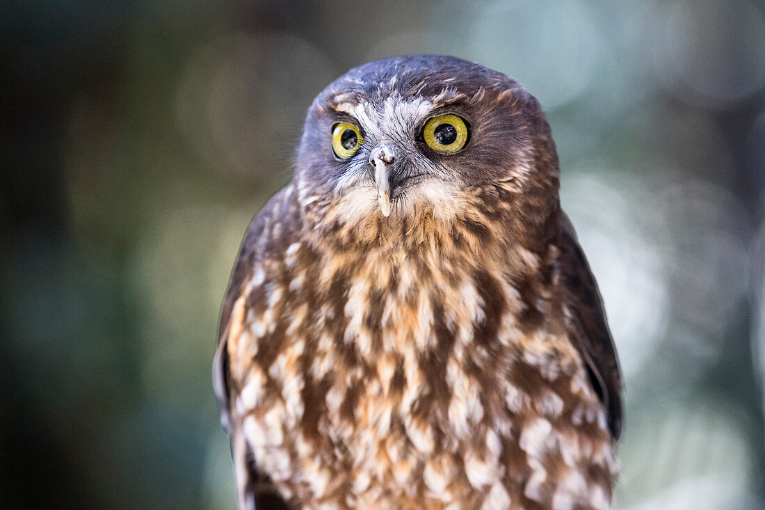 Morepork Owl Ninox novaeseelandiae Captive bird