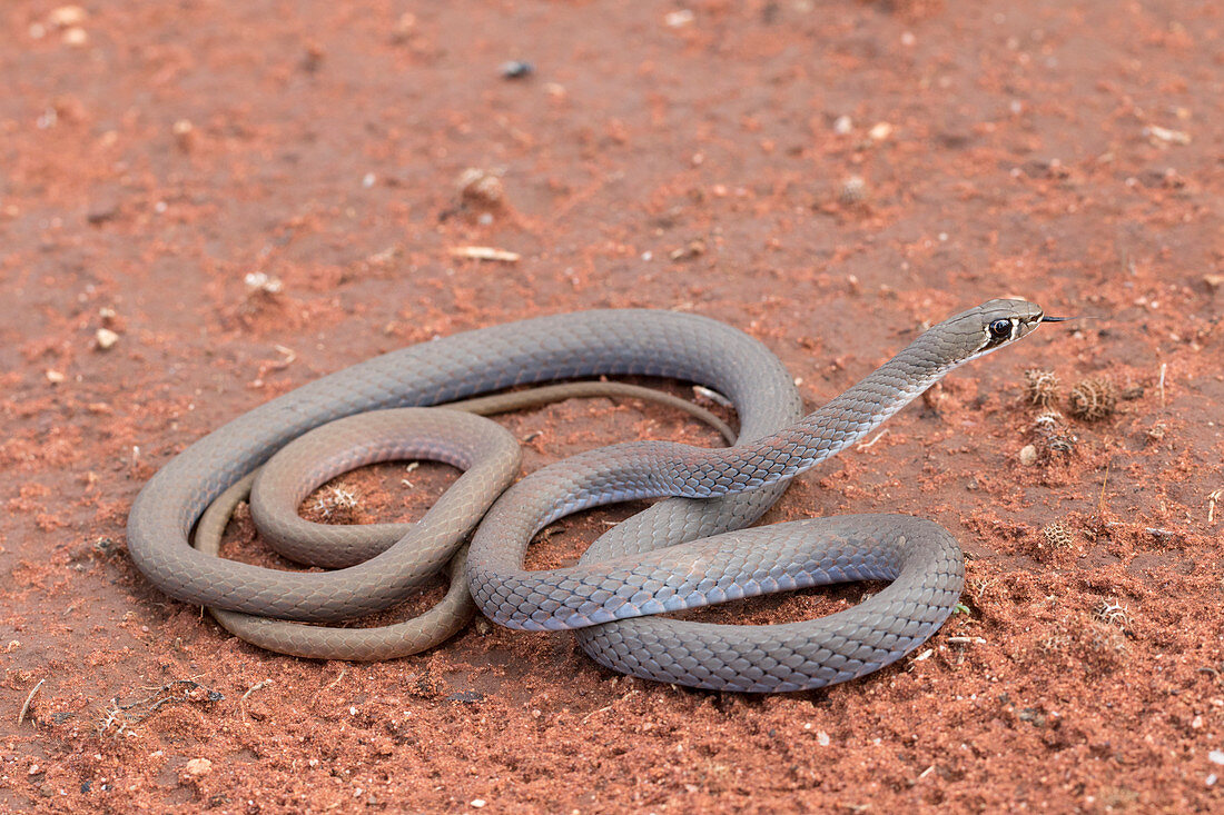 Yellow-faved Whip Snake Demansia psammophis
