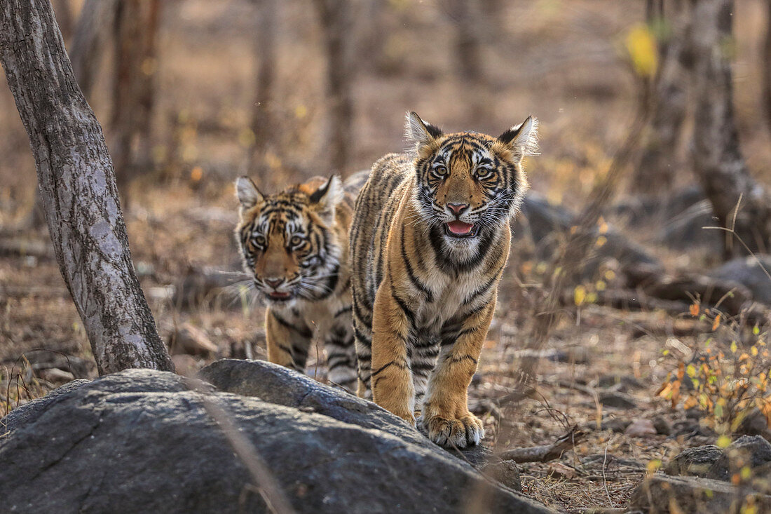 Bengal Tiger (Panthera Tigris), Jungtierr im Wald des Ranthambore Nationalparks, Indien