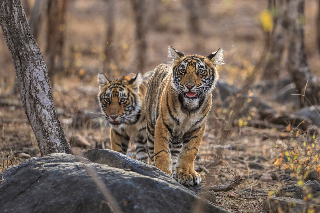 Bengal Tiger (Panthera tigris) cubs in forest,  Ranthambhore, India