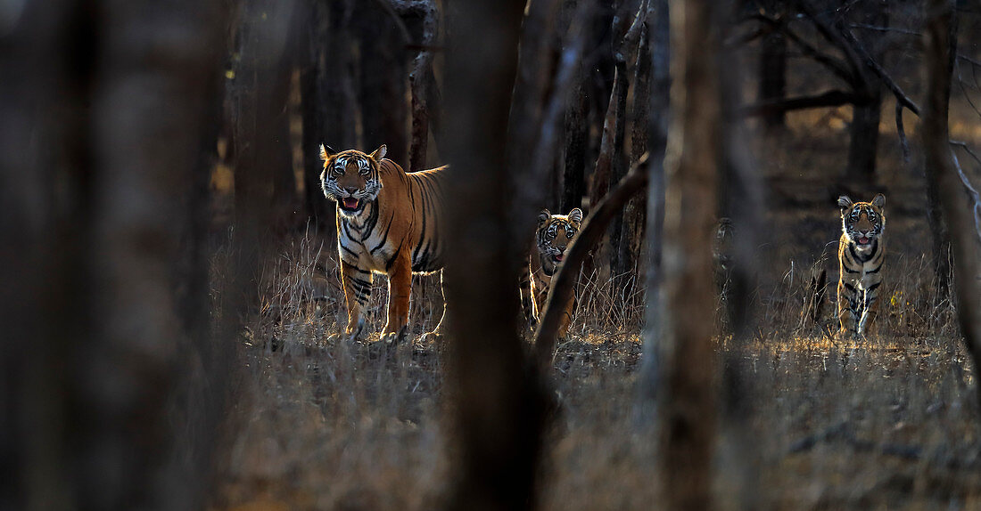 Bengal Tiger (Panthera tigris), Mutter mit Jungtieren im Wald des Ranthambore Nationalparks, Indien