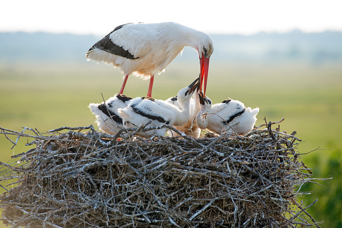 White stork, youngs asking something to eat (Ciconia ciconia), France