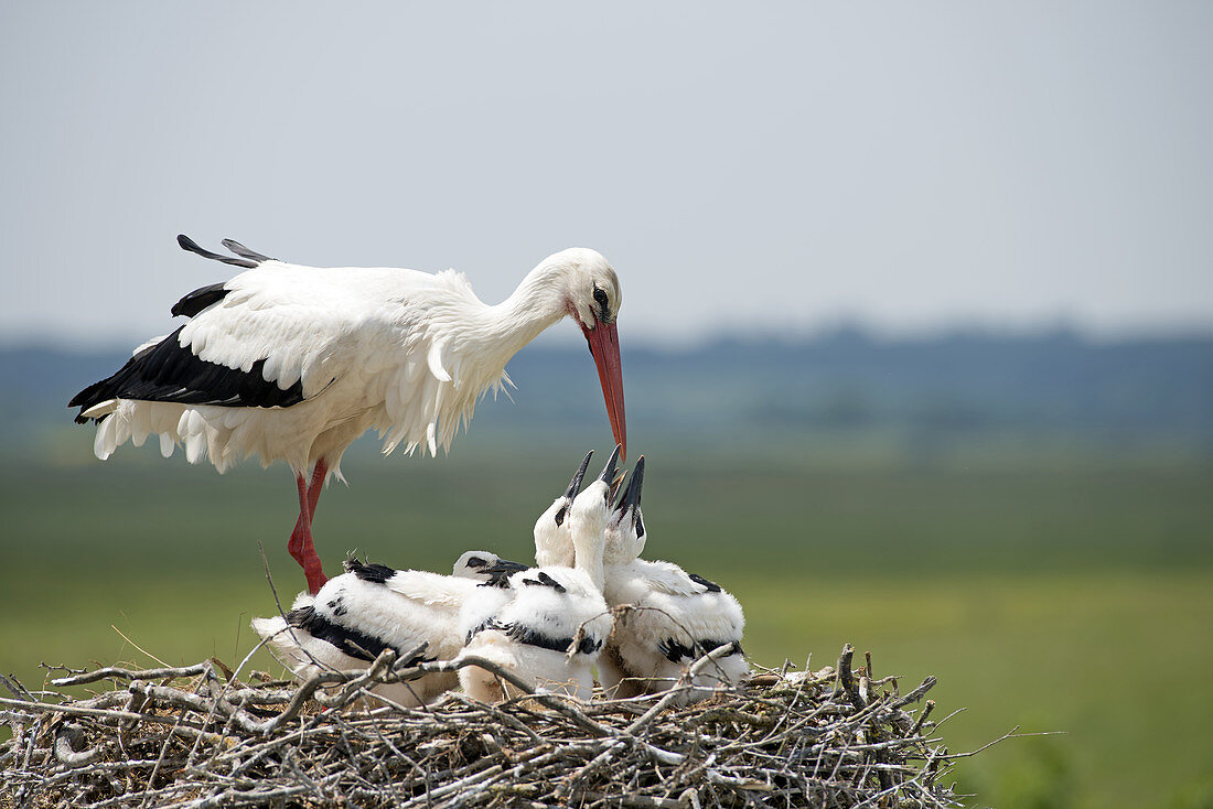 Weißstorch, Jungtiere bitten um etwas zu essen (Ciconia ciconia), Frankreich