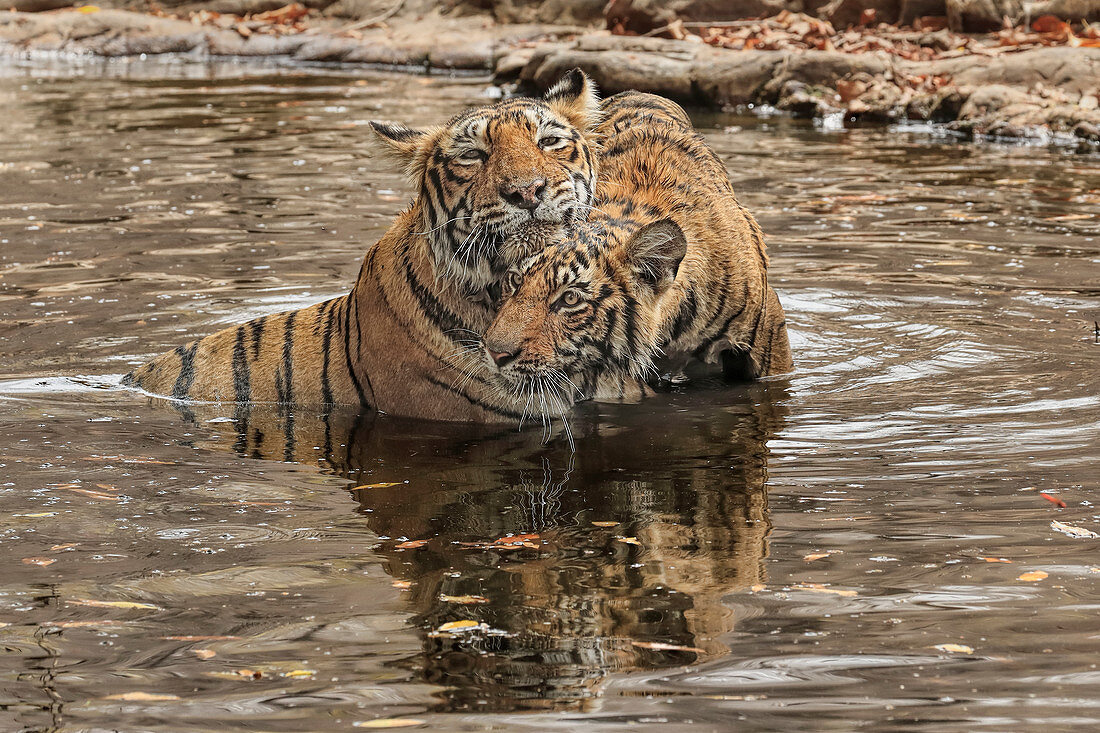 Bengal Tiger (Panthera tigris), Weibchen T19 Krishna und Familie im Wasser, Ranthambhore, Indien