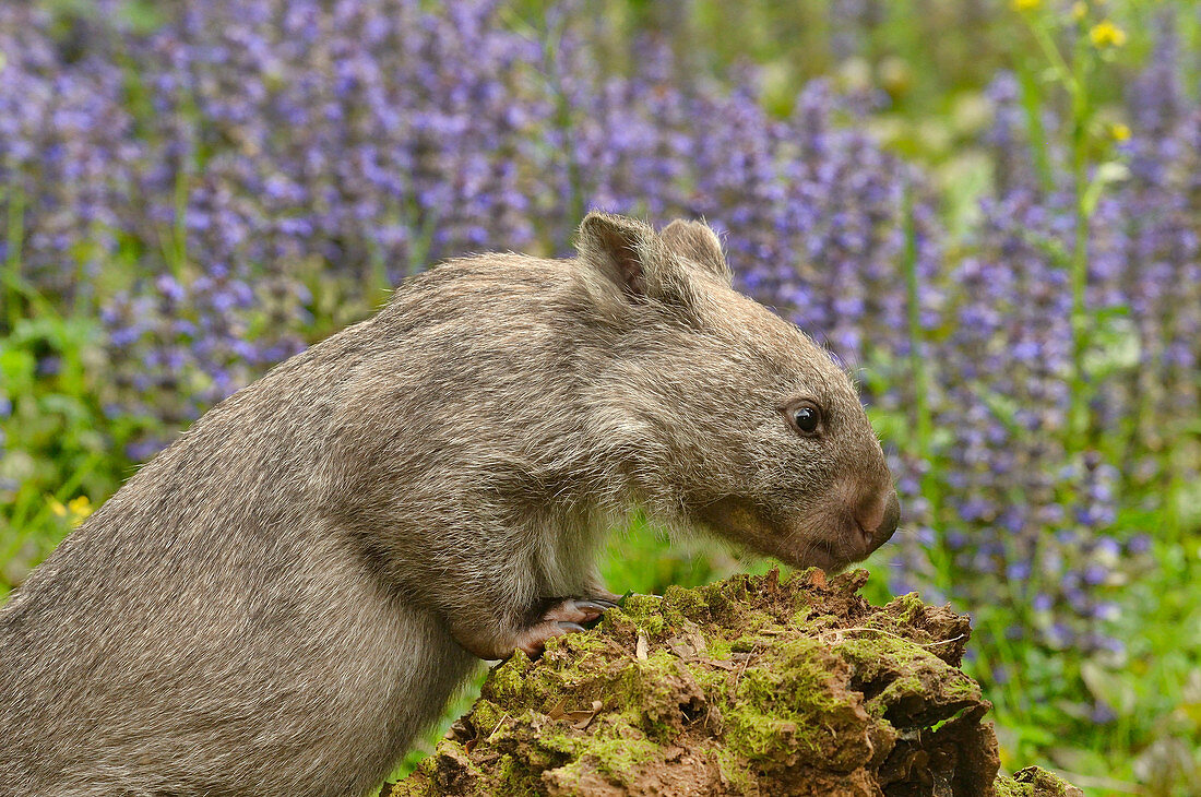 Nacktnasenwombat (Vombatus ursinus), Tasmanien, Australien