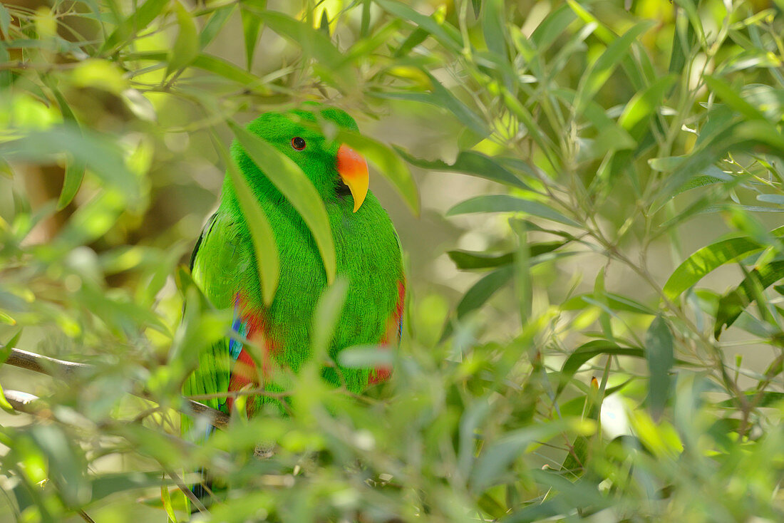 Edelpapagei (Eclectus roratus), Männchen (in Gefangenschaft)