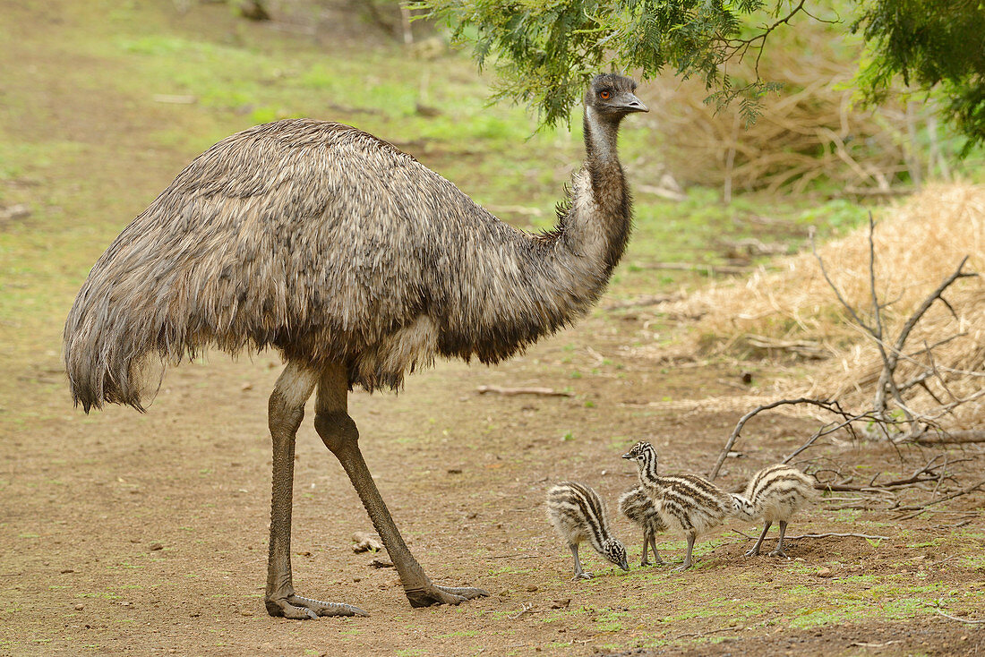 Emu\nDromaius novaehollandiae\nMale with chicks\nPhotographed in Victoria, Australia