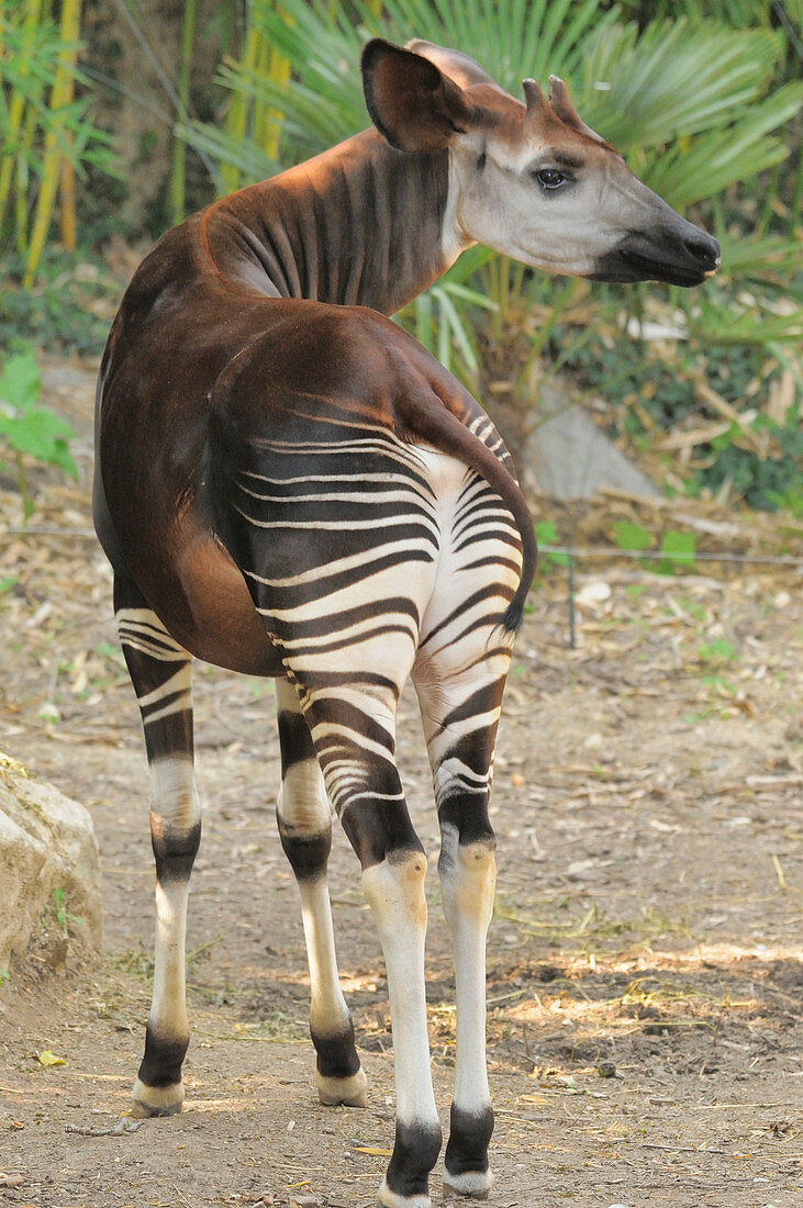 Okapi (Okapia johnstoni), gefährdete Arten (in Gefangenschaft)