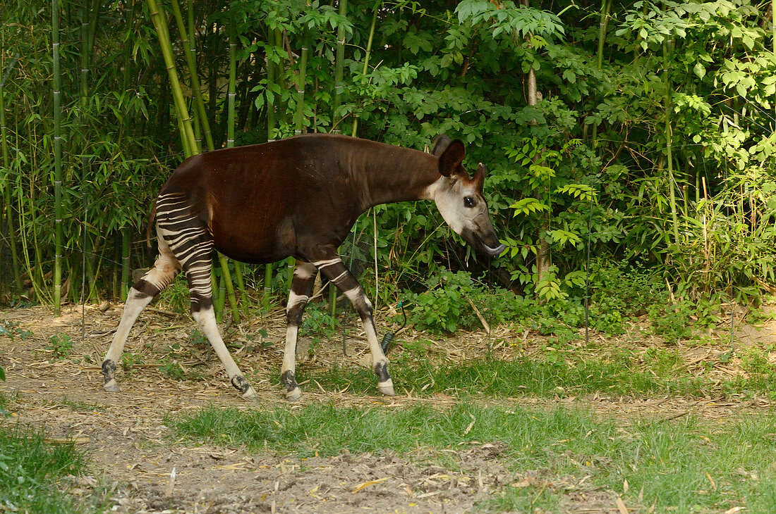 Okapi Okapia johnstoni Endangered species Captive