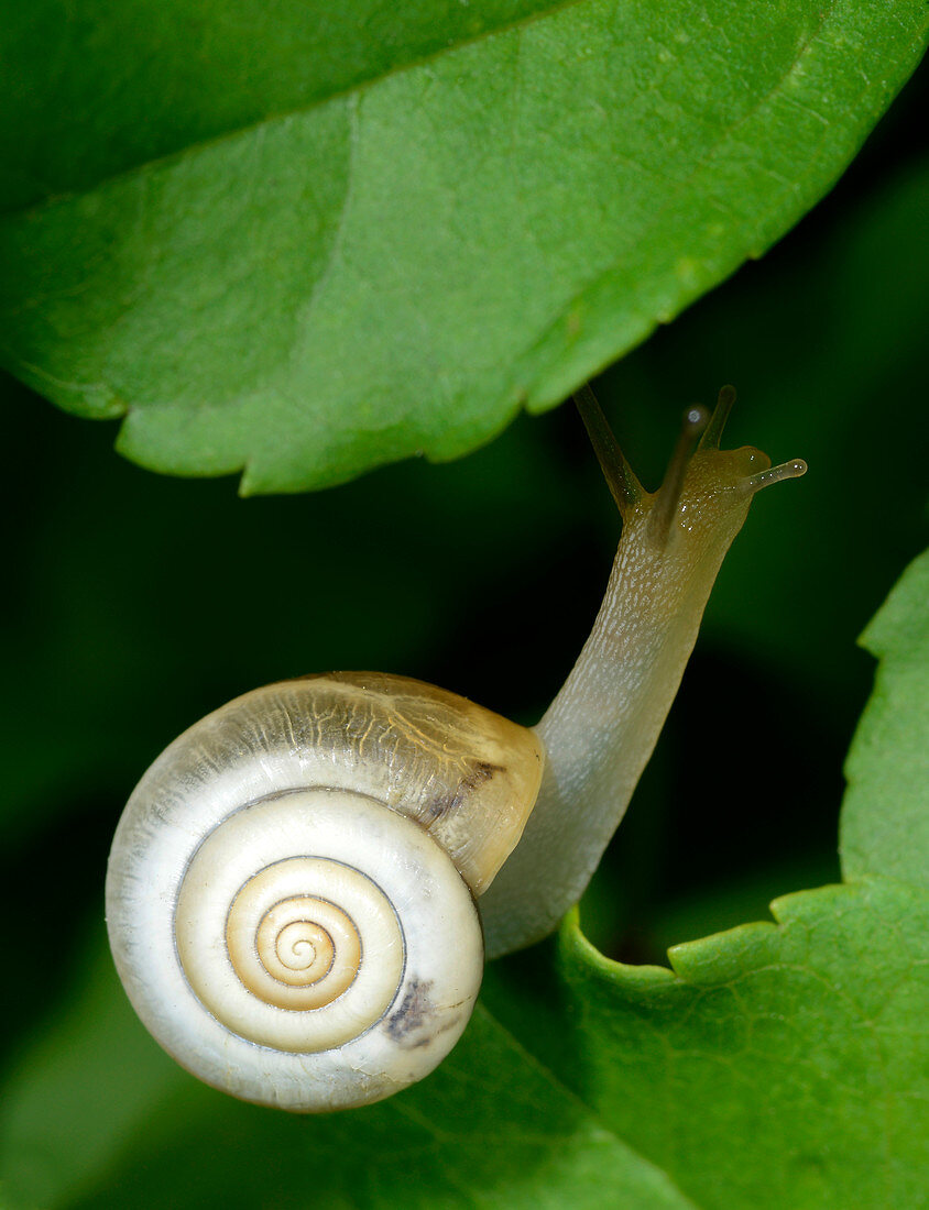 Close-up of a Carthusian snail (Monacha cartusiana) an air-breathing land snail crawling on a leaf in a woodland habitat in Croatia, Europe.