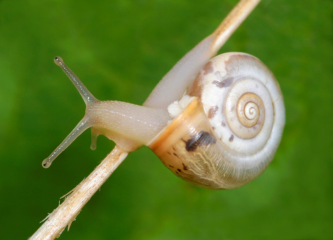 Close-up of a Carthusian snail (Monacha cartusiana) an air-breathing land snail crawling over a grass stem in a dry meadow habitat in Croatia, Europe.