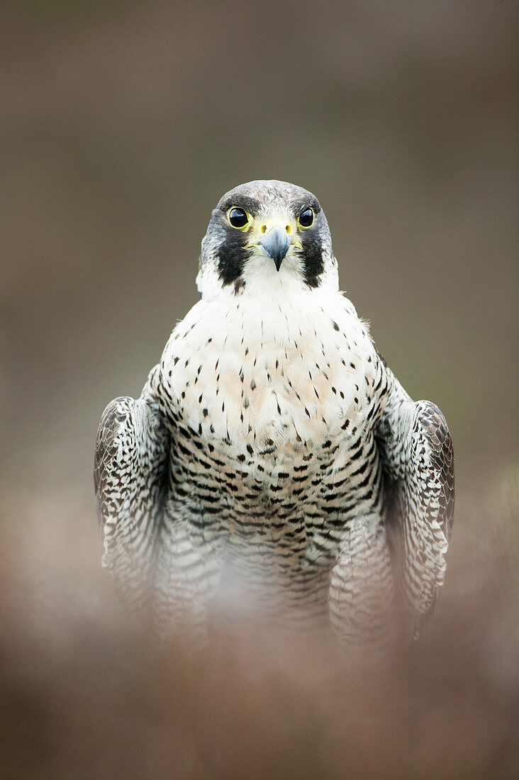 Peregrine Falcon (Falco peregrinus) in brackens and on a tree stump