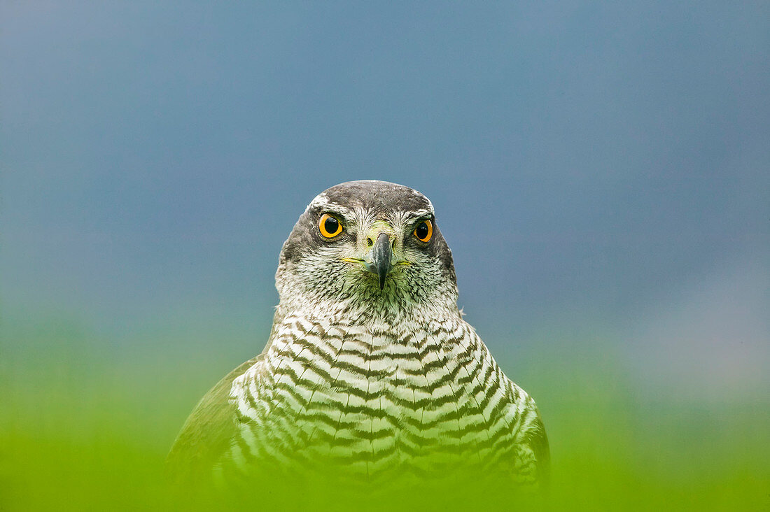 Close up of Goshawk (Accipiter gentilis) (Northern) in grass.