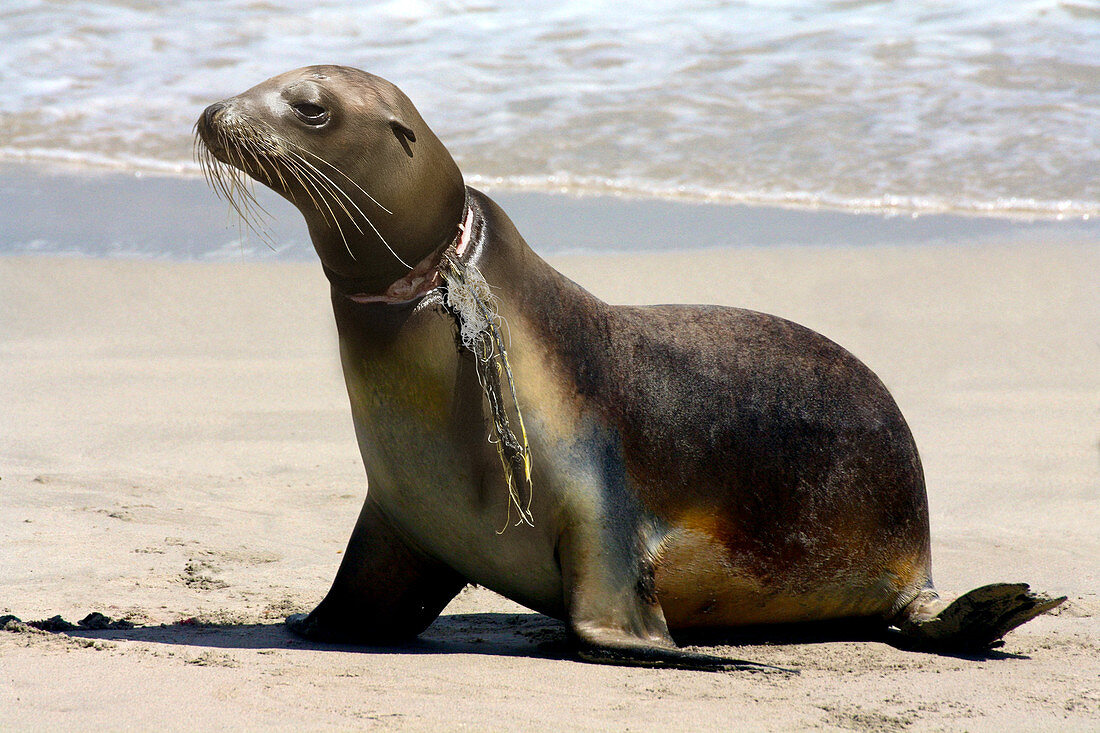 California sea lion, Zalophus californianus, with nylon strings wrapped around his neck that caused him a deep wound. Hundreds of thousands of marine animals (fish, reptiles, birds and mammals) die every year in abandoned fishing gear in the ocean; cables, ghost nets, fishing lines, etc. Some of them die of drowning, others of hunger, because they are unable to feed themselves and others suffer from infected wounds. It is difficult for animals to defend themselves against these modern dangers for which evolution has not had time to prepare them. USA