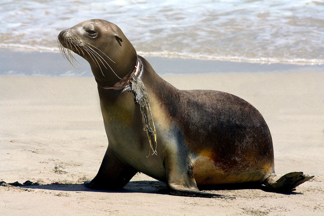 Kalifornischer Seelöwe (Zalophus californianus) mit Nylonschnüren um den Hals, die ihm eine tiefe Wunde verursachten