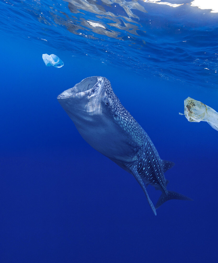 Whale shark, Rhincodon typus, feeding near plastic bags. Plastic bags and a lot of other plastic garbage drift through oceans driven by wind and ocean currents. And sometimes they pile up in dense dumps in the ocean gyros. This shark, as many other marine animals, end up ingesting these plastic objects that cause obstructions of the digestive tract and a terrible death after prolonged suffering. Indian Ocean Digital composite