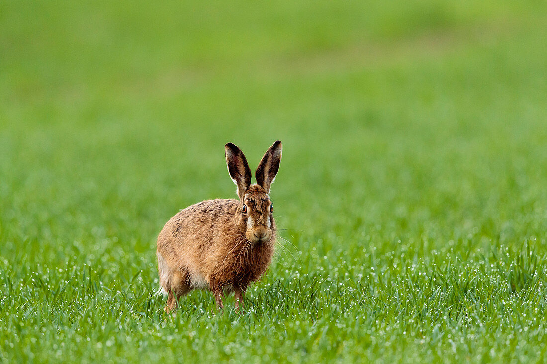 a brown hare (Lepus capensis) stands stares at the camera from a field of grass in Bedfordshire England UK