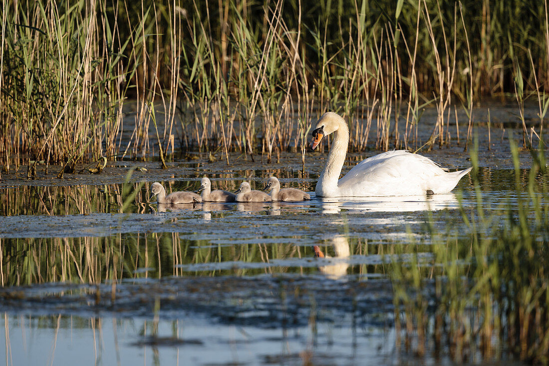 a mute swans (Cygnus olar) with chicks Norfolk, England, UK