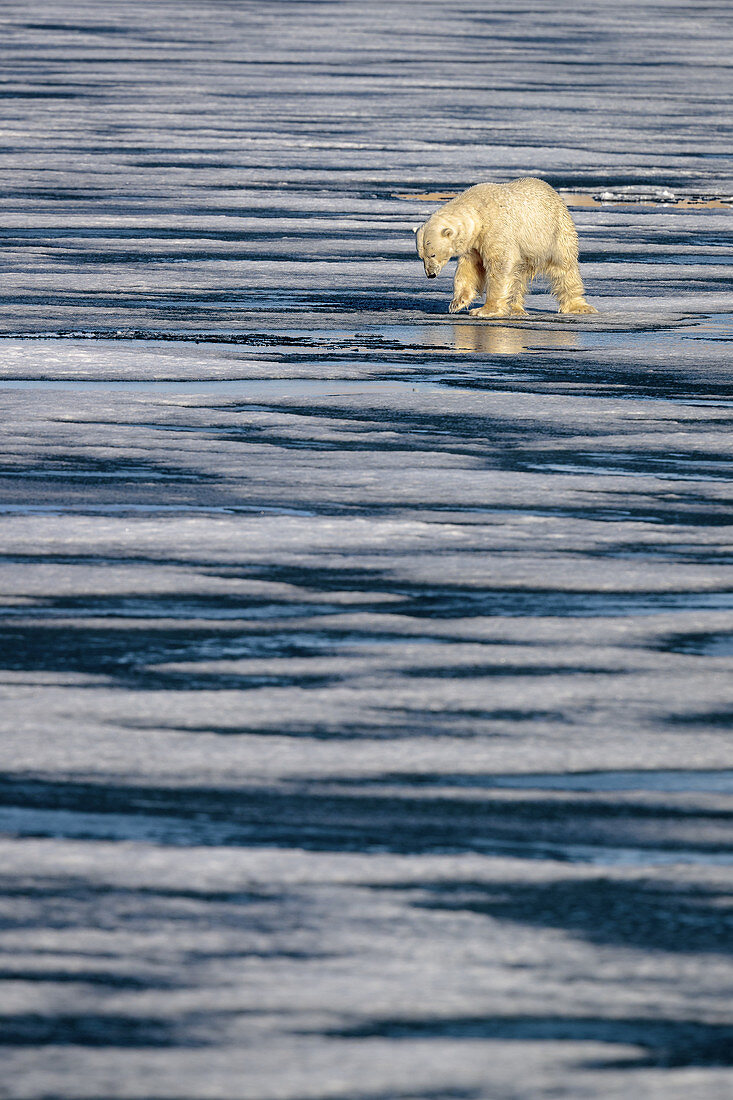 Eisbär (Ursus maritimus)