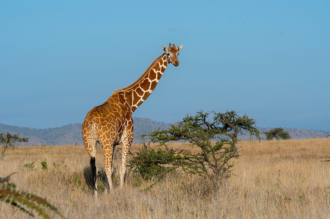 A Reticulated giraffe (Giraffa reticulata) at the Lewa Wildlife Conservancy in Kenya.