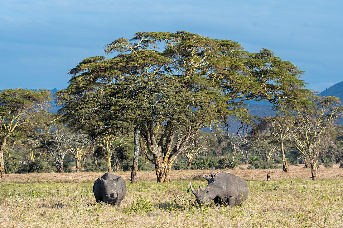 Gefährdetes Breitmaulnashorn (Ceratotherium simum) im Grasland, Lewa Wildlife Conservancy, Kenia