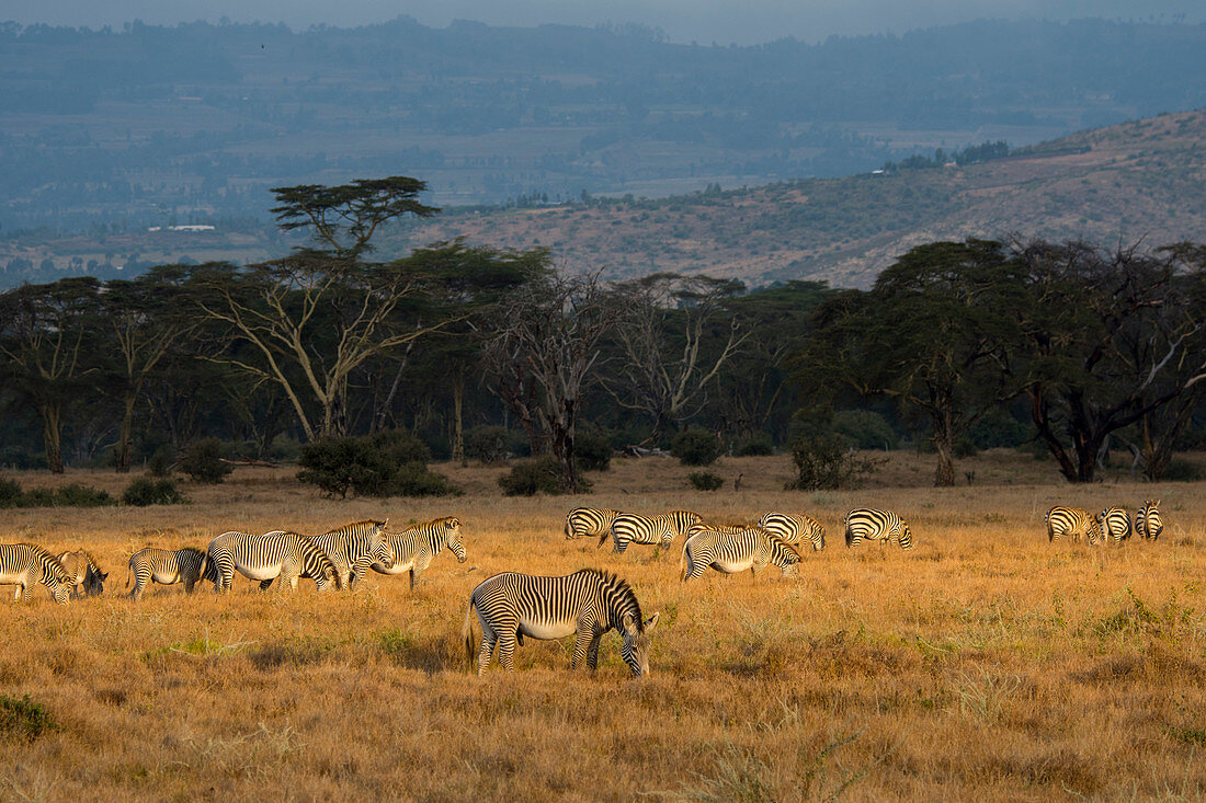 Gefährdete Grevy-Zebras (Equus grevyi) im Lewa Wildlife Conservancy, Kenia