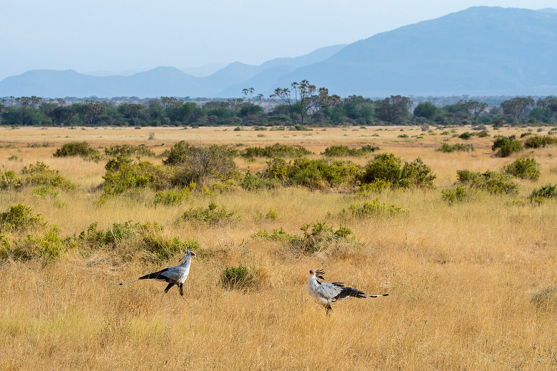Secretary birds (Sagittarius serpentarius) are looking for food in the dry savannah grassland of Samburu National Reserve in Kenya.