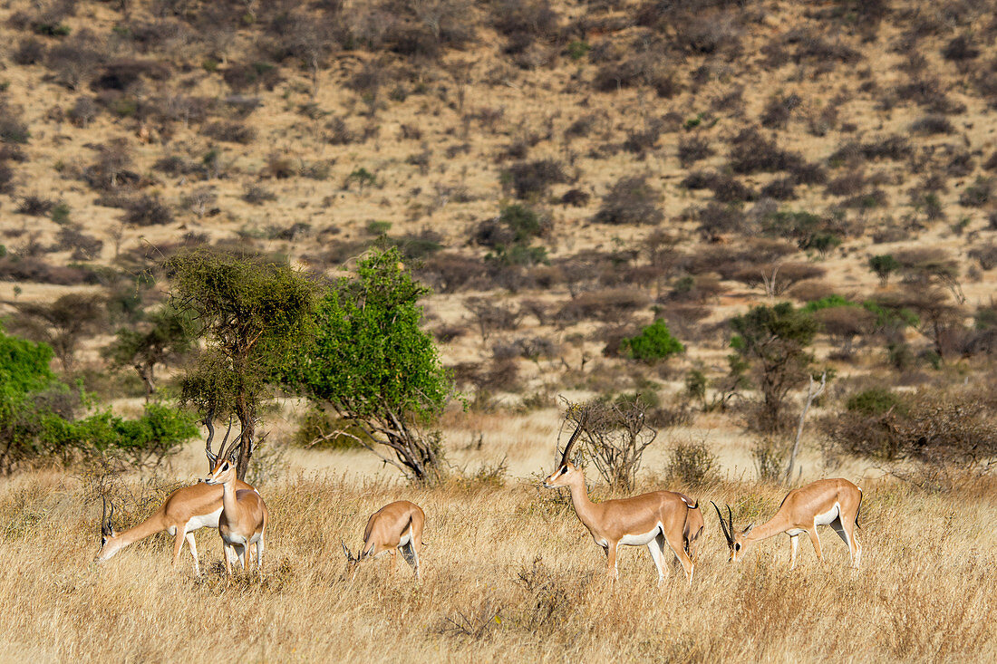 Eine Herde von Grant-Gazellen (Nanger Granti), Samburu-Nationalreservat, Kenia