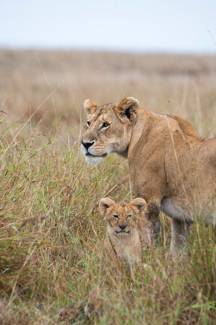 A lioness (Panthera leo) with a cub in the high grass in the Masai Mara National Reserve in Kenya.