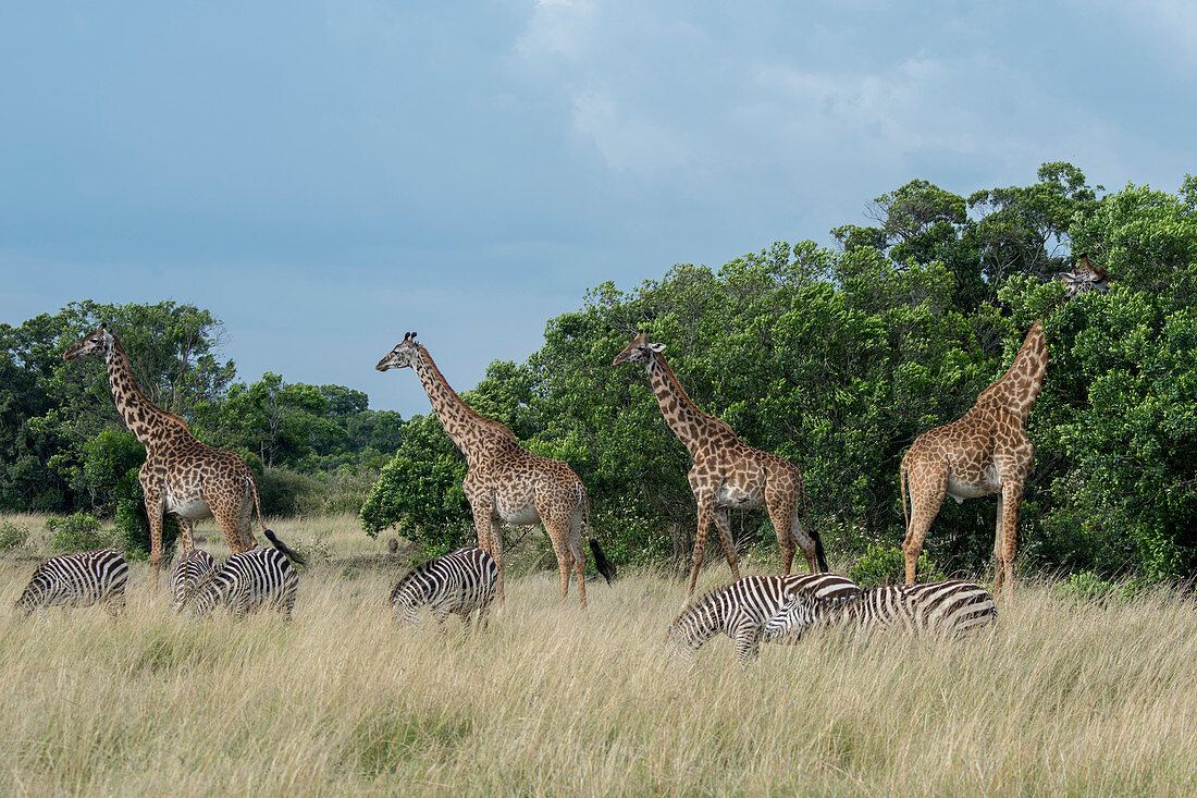 Masai-Giraffen (Giraffa camelopardalis tippelskirchi) und Steppenzebras (Equus quagga, ehemals Equus burchellii), auch bekannt als Pferdezebra, Naturschutzgebiet Masai Mara, Kenia