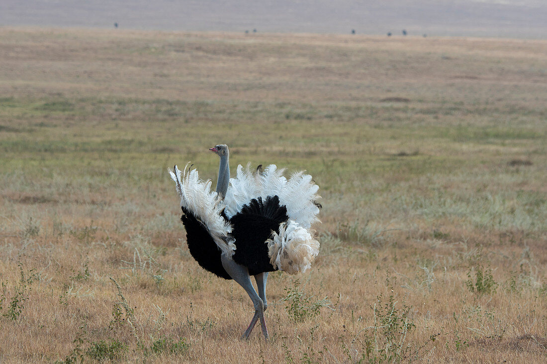 A male Somali ostrich (Struthio molybdophanes) performing the breeding behavior to attract a female in the grasslands of the Lewa Wildlife Conservancy in Kenya.