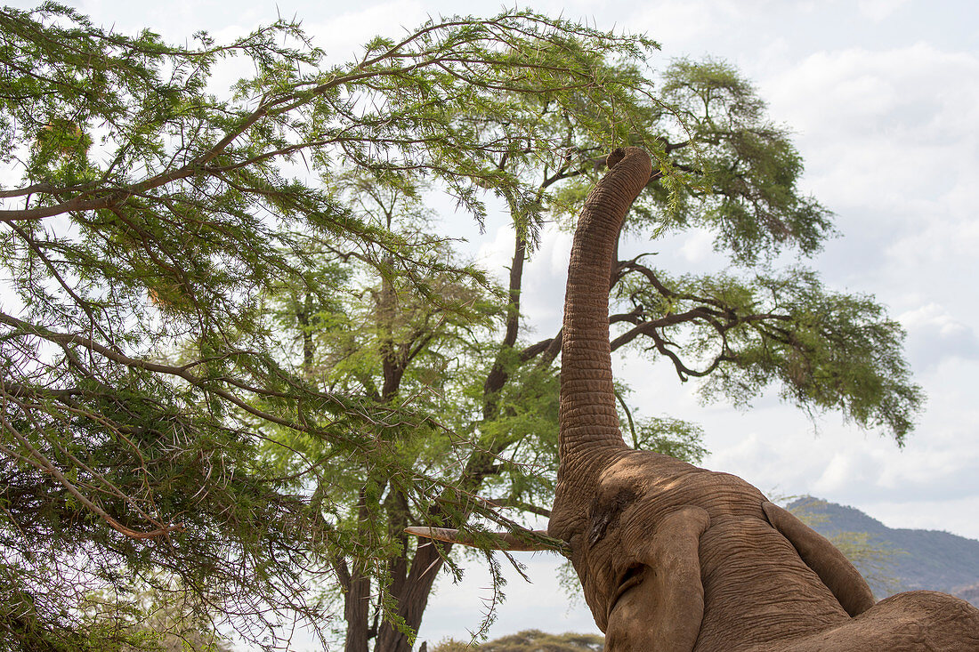African elephant (Loxodonta africana) is feeding on a tree in the Samburu National Reserve in Kenya.