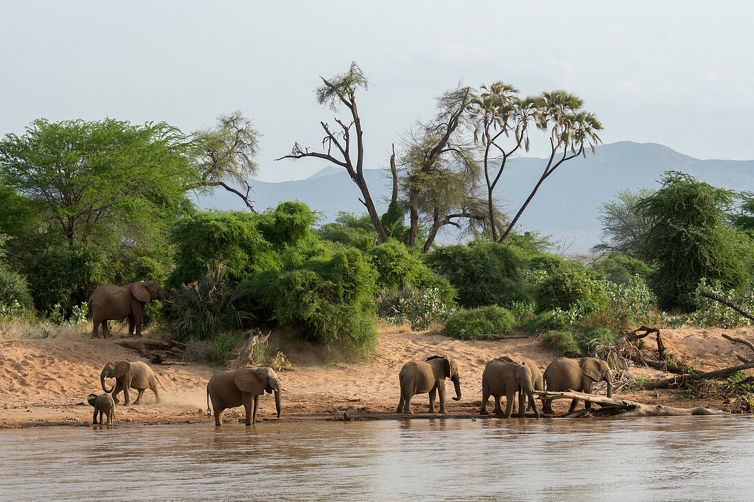Afrikanische Elefanten (Loxodonta africana) beim Trinken aus dem Fluss Ewaso Ngiro, Samburu-Nationalreservat, Kenia