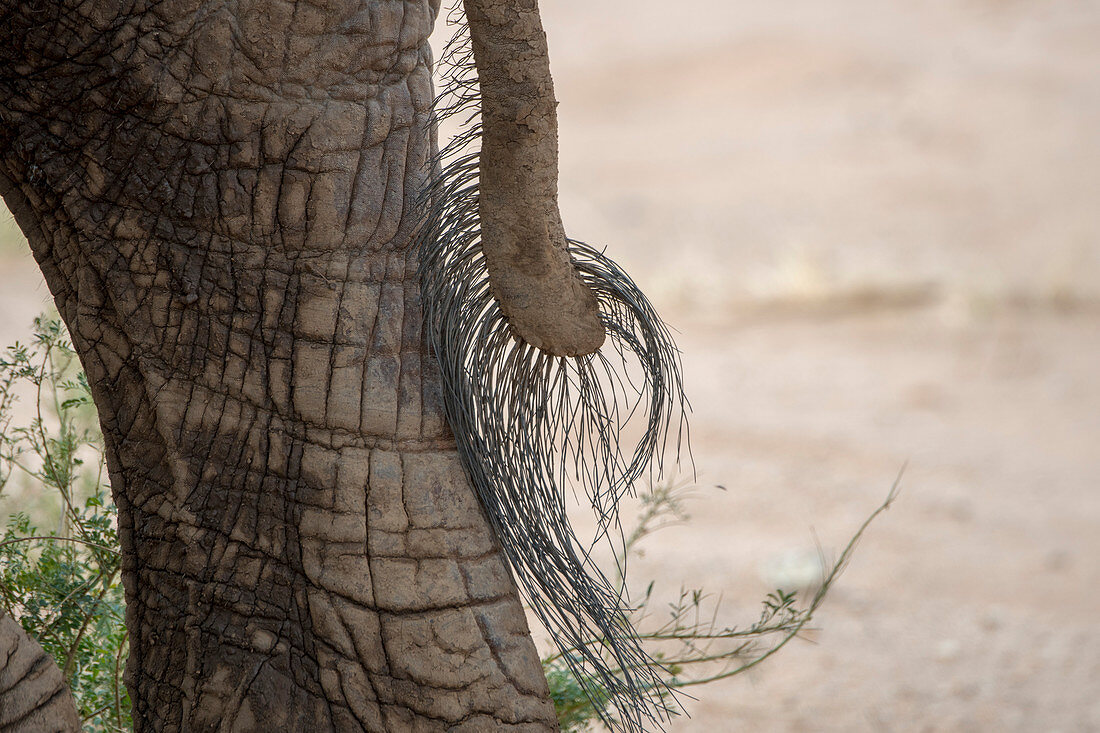 Nahaufnahme des Schwanzes eines afrikanischen Elefanten (Loxodonta africana), Samburu-Nationalreservat, Kenia
