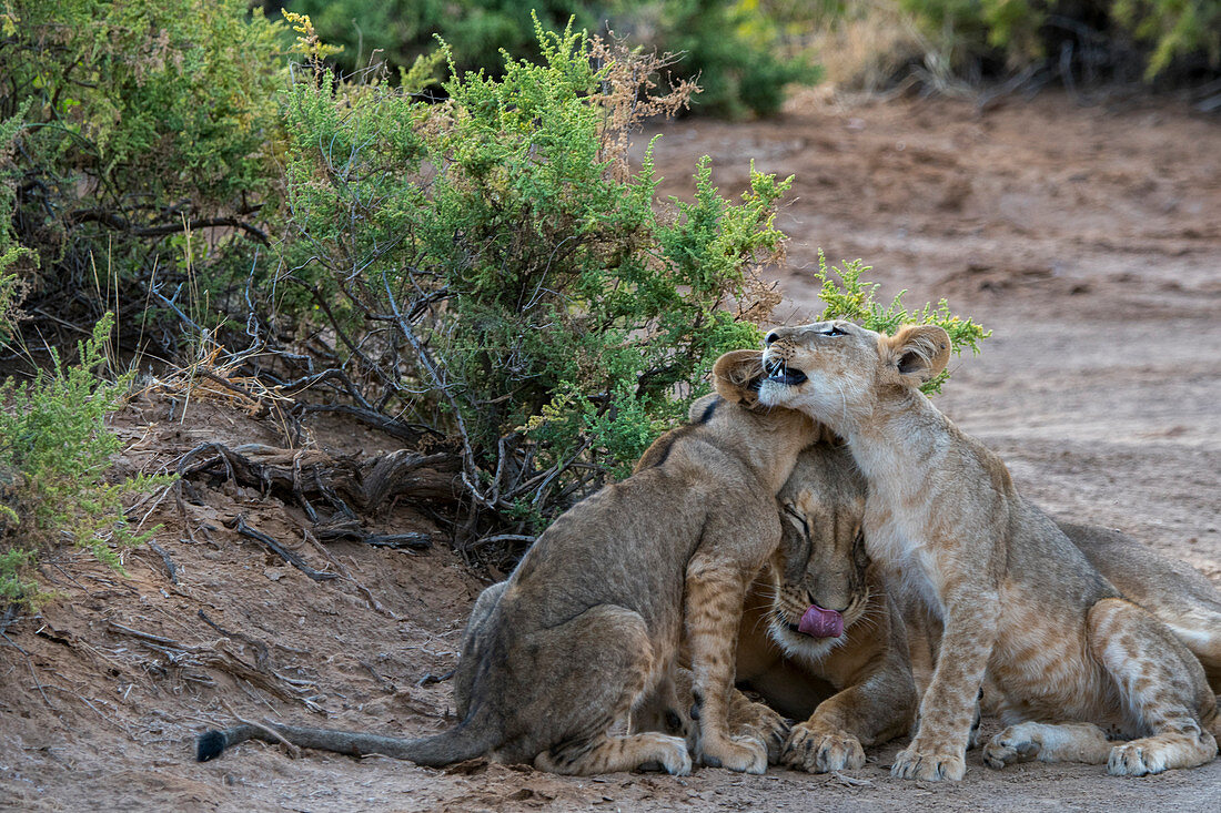 Lion cubs (Panthera leo) cuddling with their mother in the Samburu National Reserve in Kenya.